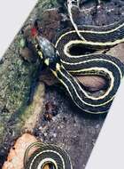 Thamnophis pulchrilatus (Cope 1885)的圖片