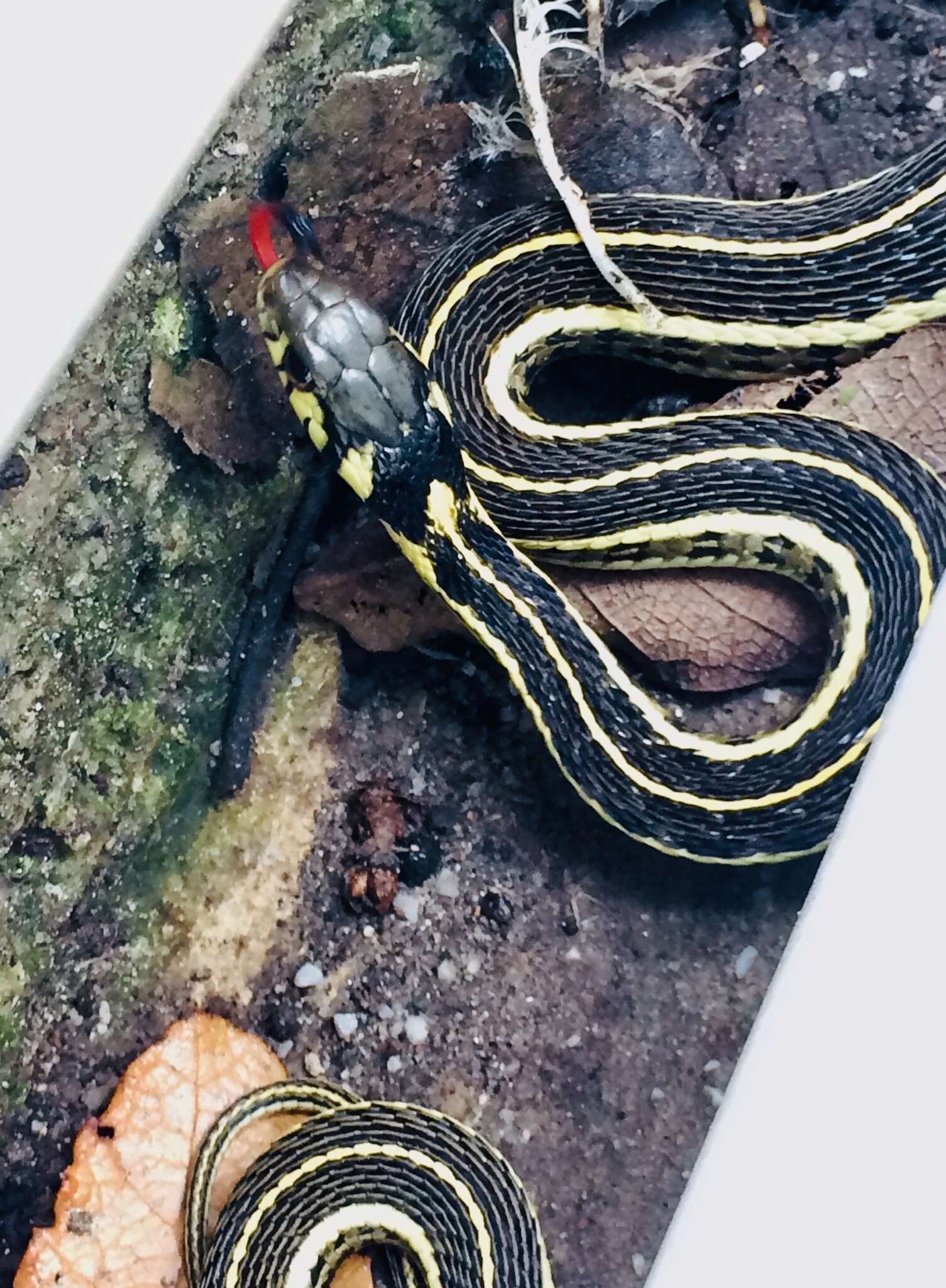 Thamnophis pulchrilatus (Cope 1885)的圖片