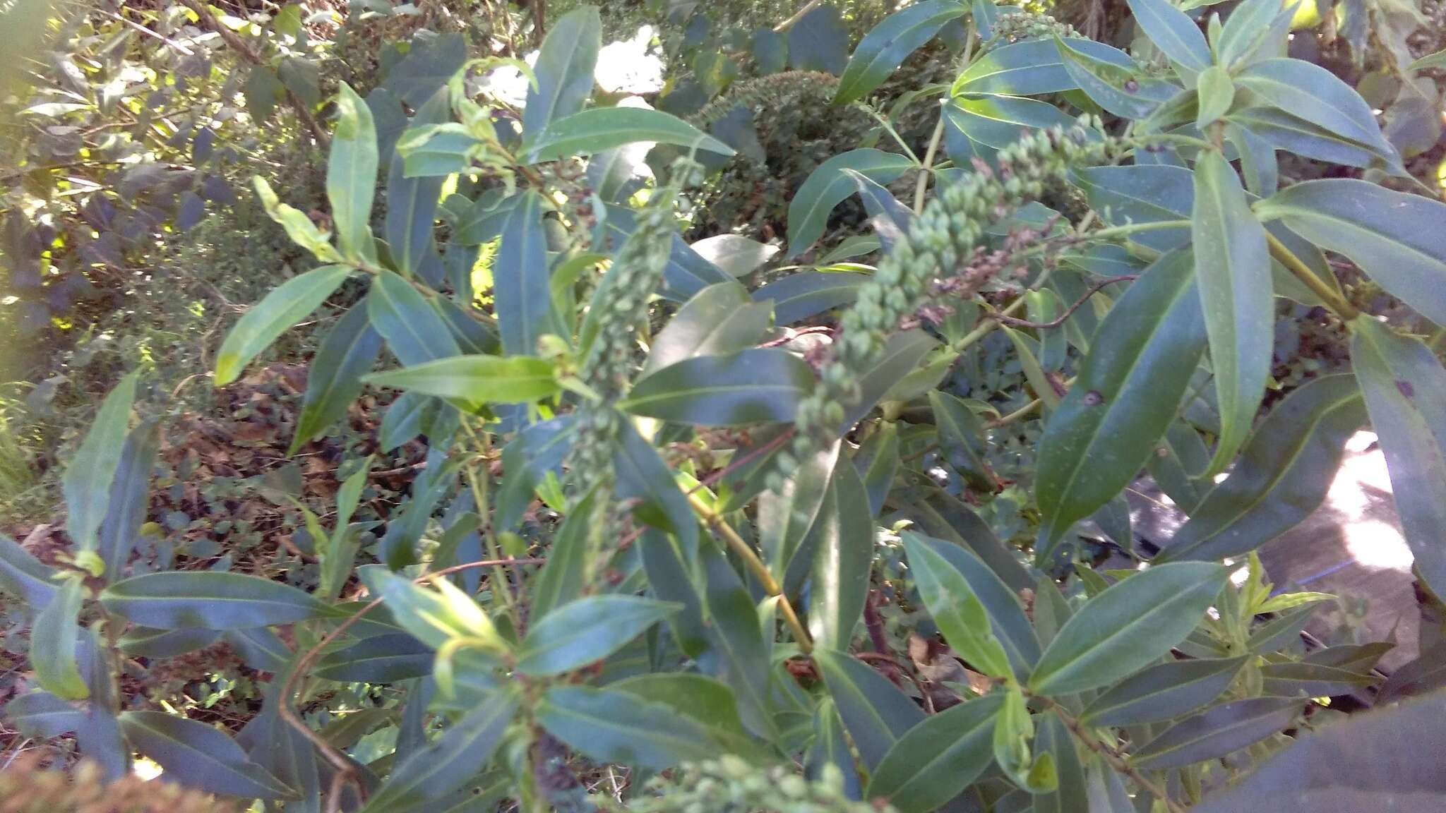 Image of <i>Veronica <i>stricta</i></i> var. stricta