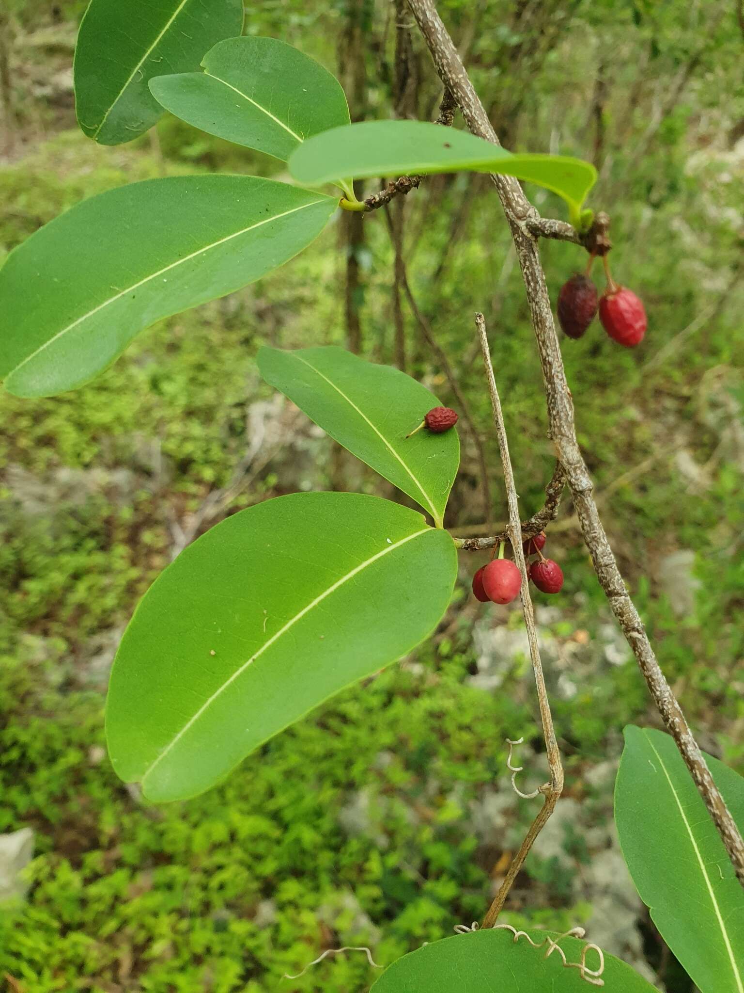 Image de Erythroxylum areolatum L.