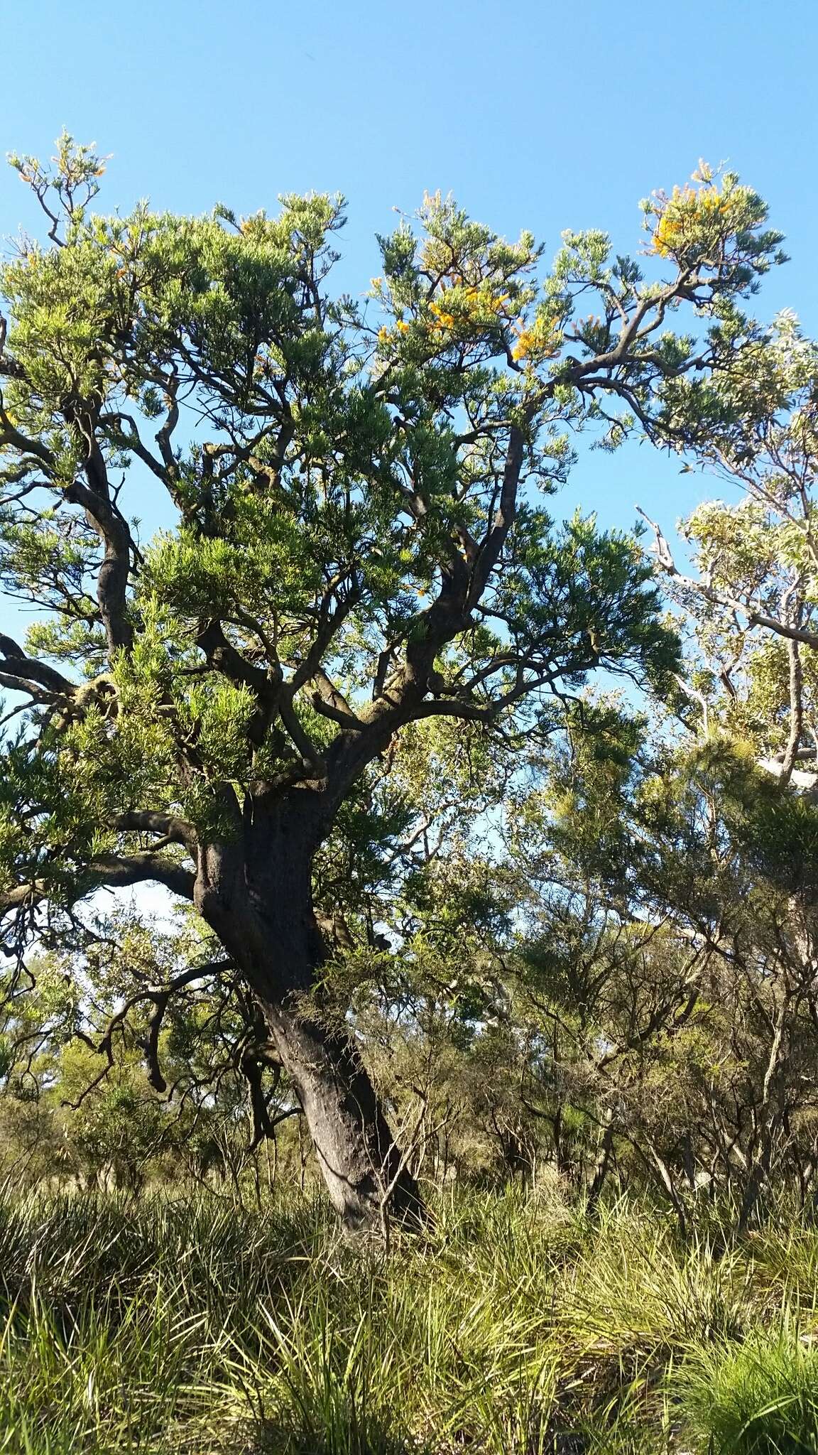 Plancia ëd Nuytsia floribunda (Labill.) R. Br.