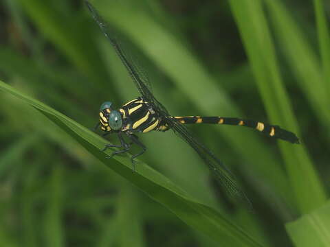 Imagem de Macrogomphus parallelogramma (Burmeister 1839)