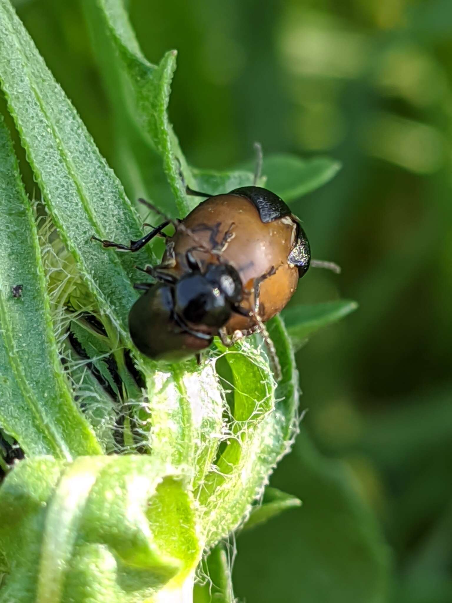 Sivun <i>Colaspidema barbarum</i> kuva