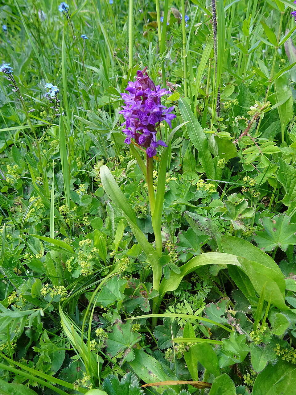 Image of Dactylorhiza umbrosa (Kar. & Kir.) Nevski