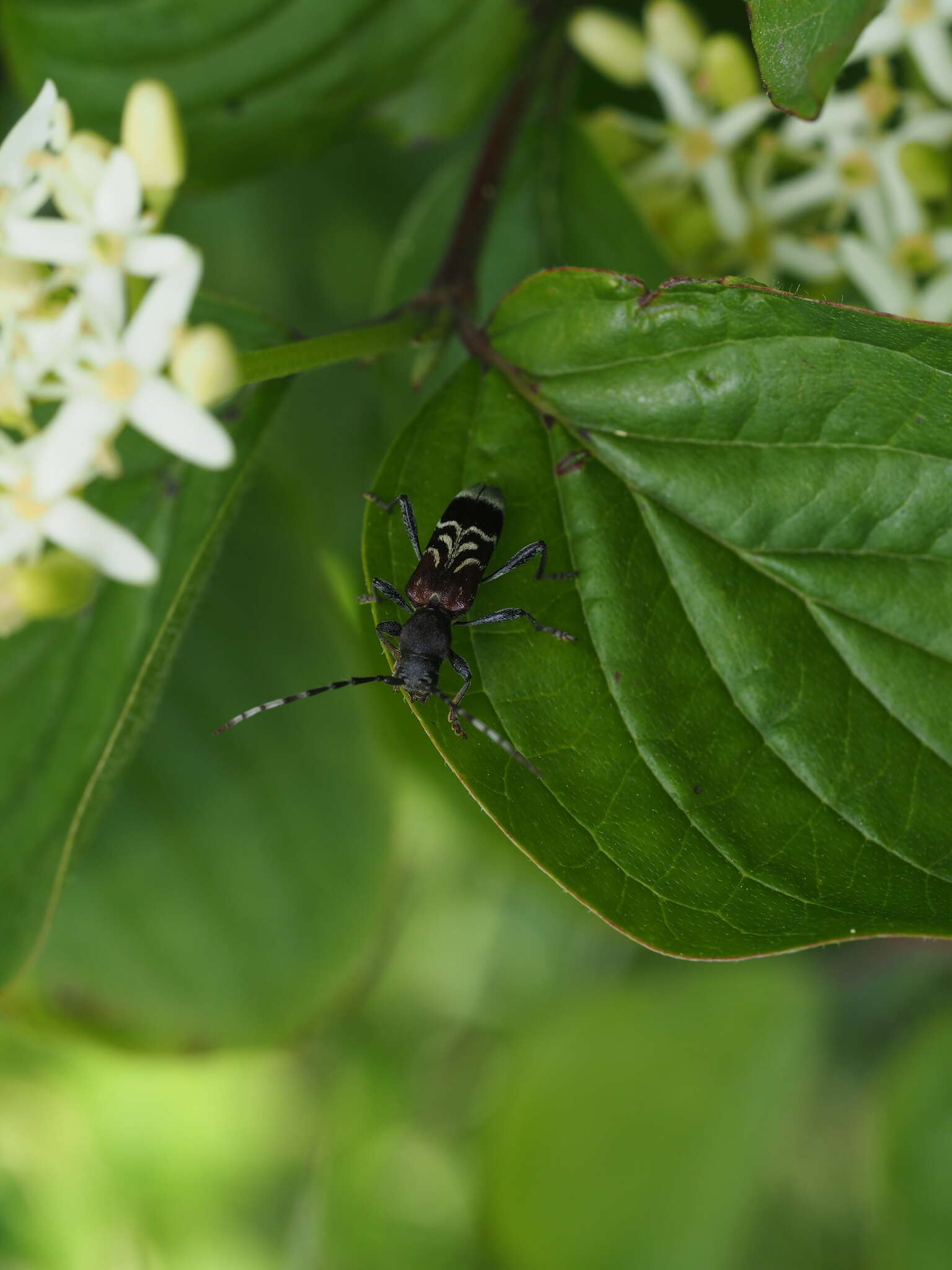 Image of grey-coated longhorn beetle