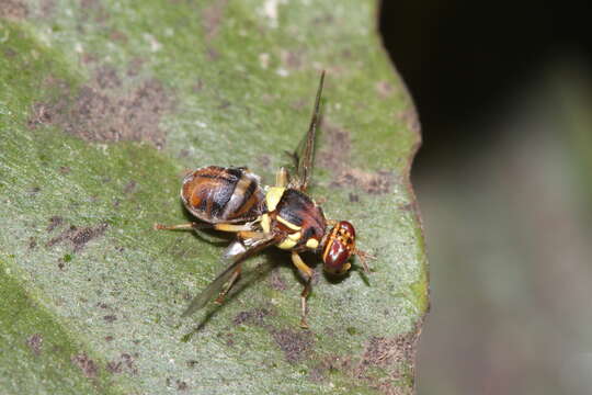 Слика од Bactrocera dorsalis (Hendel 1912)