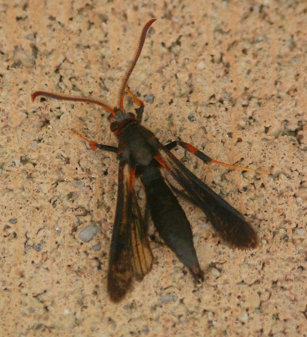 Image of Ash/Lilac Borers