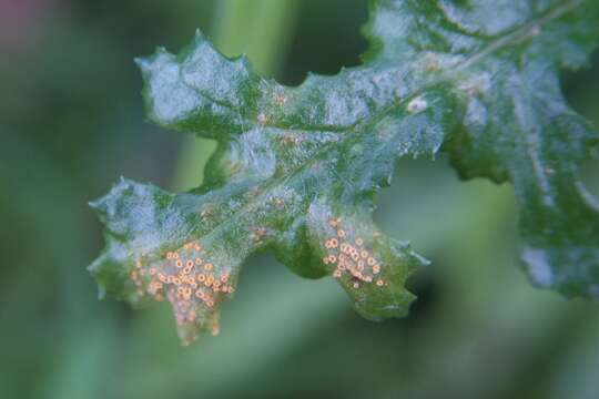 Image of Puccinia lagenophorae Cooke 1884