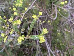 Image of Pimelea flava subsp. flava