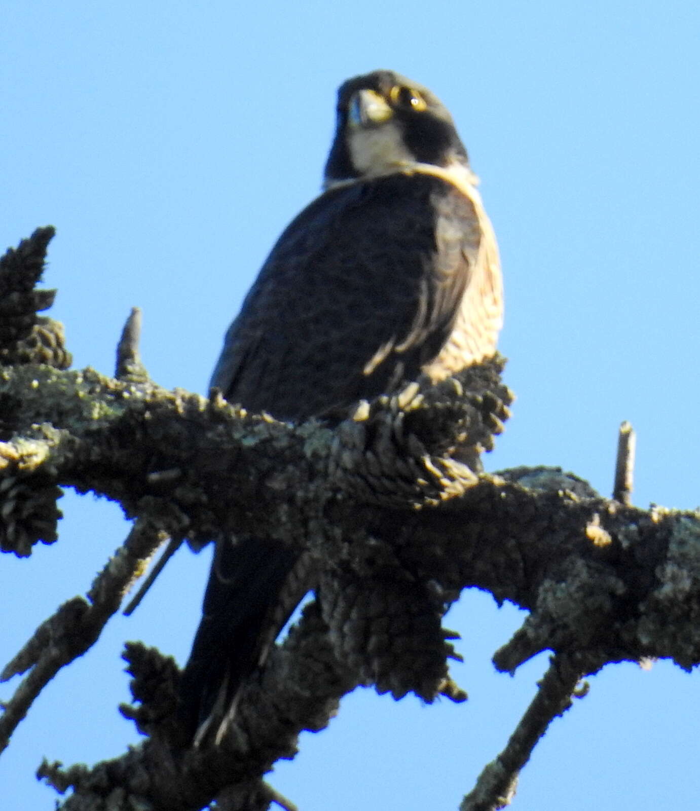 Слика од Falco peregrinus minor Bonaparte 1850