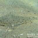 Image of Australian darter dragonet