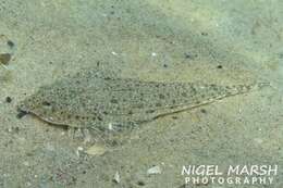 Image of Australian darter dragonet