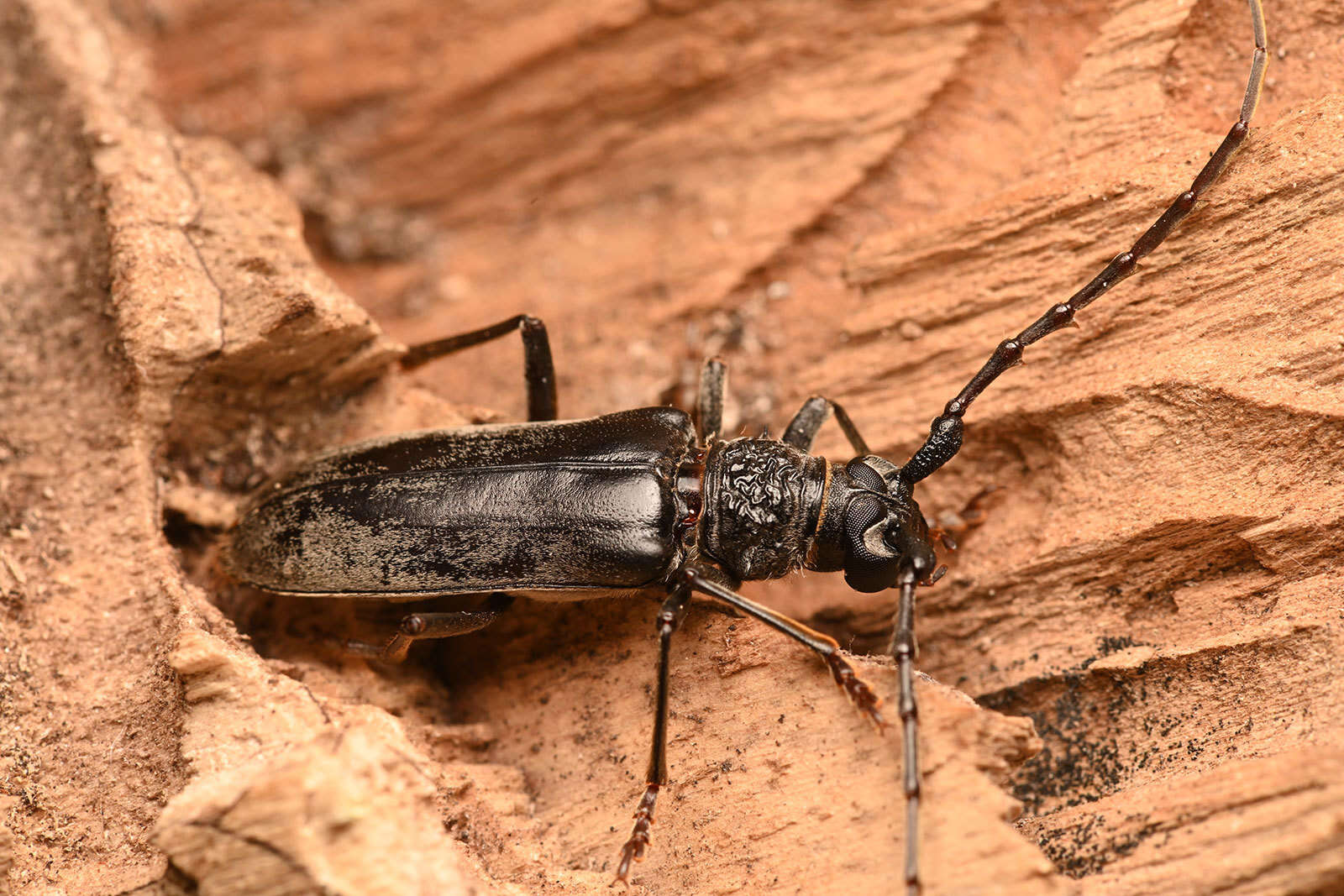 Neoplocaederus granulatus (Aurivillius 1908)的圖片