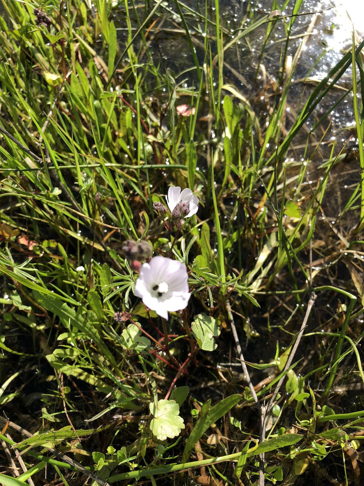 Image of annual checkerbloom