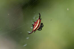 Image of Gasteracantha falcicornis Butler 1873