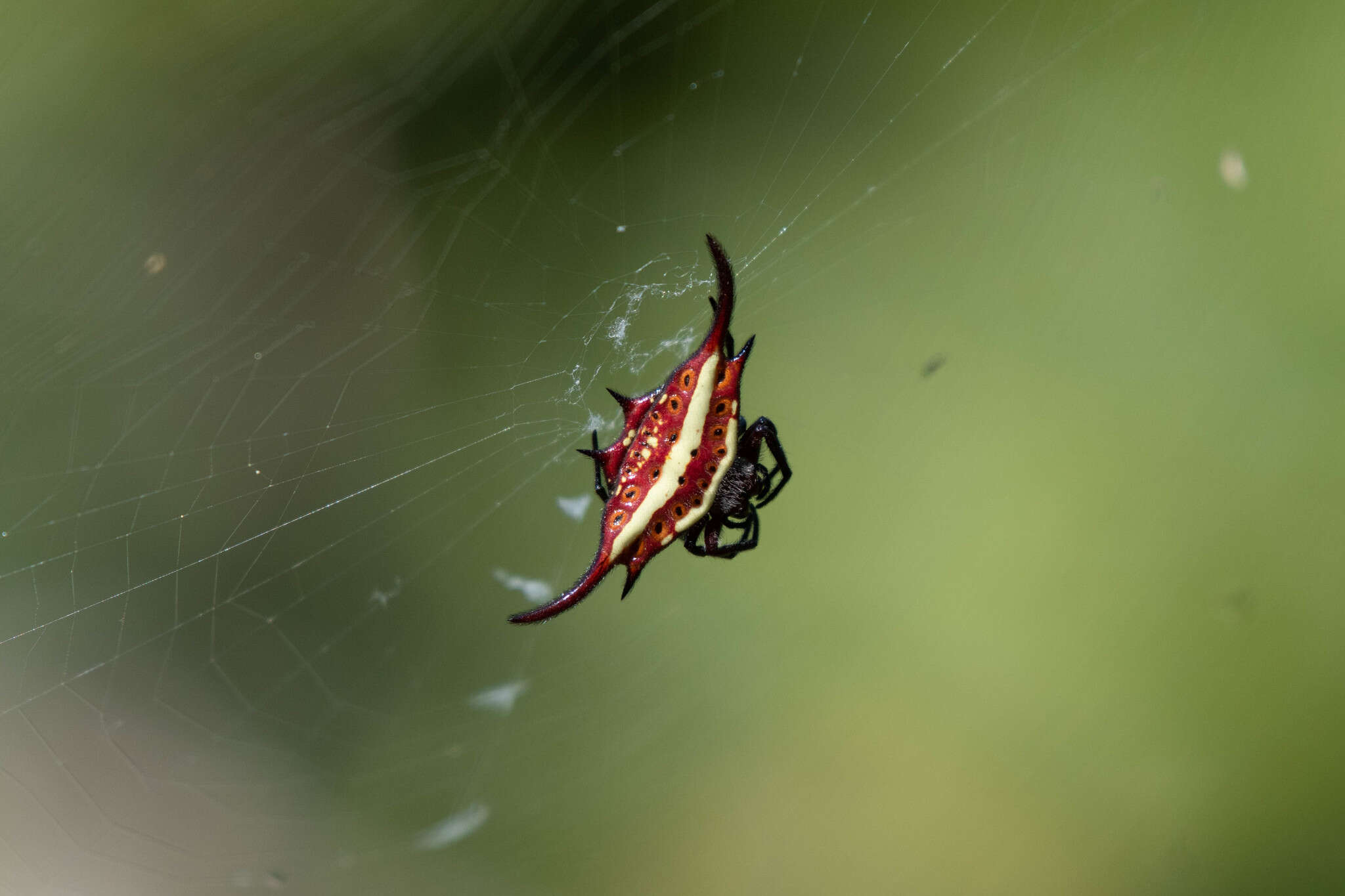 Image of Gasteracantha falcicornis Butler 1873