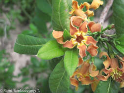 Image de Strophanthus boivinii Baill.