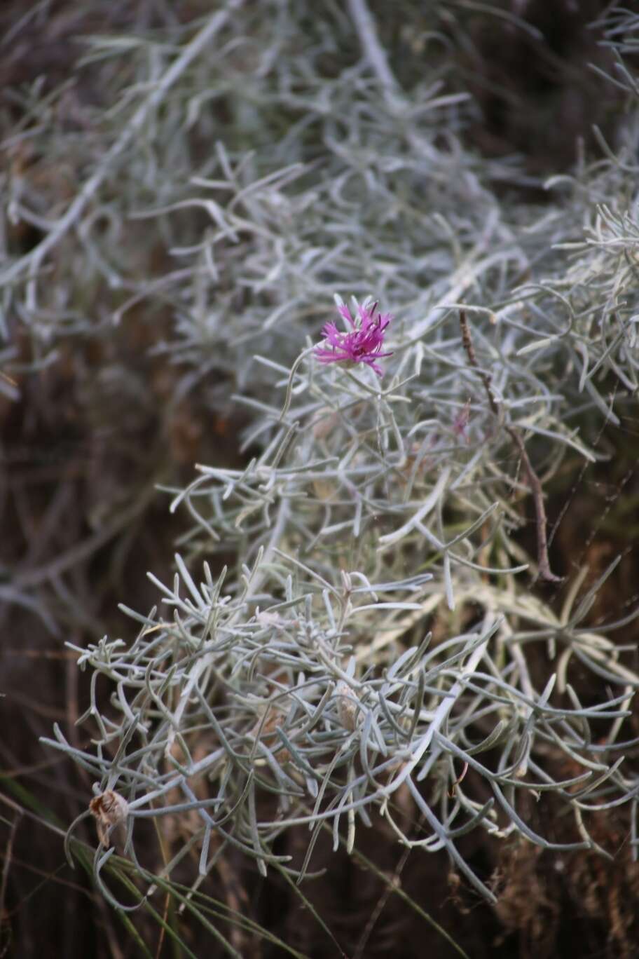 Image of Akamas Centaury