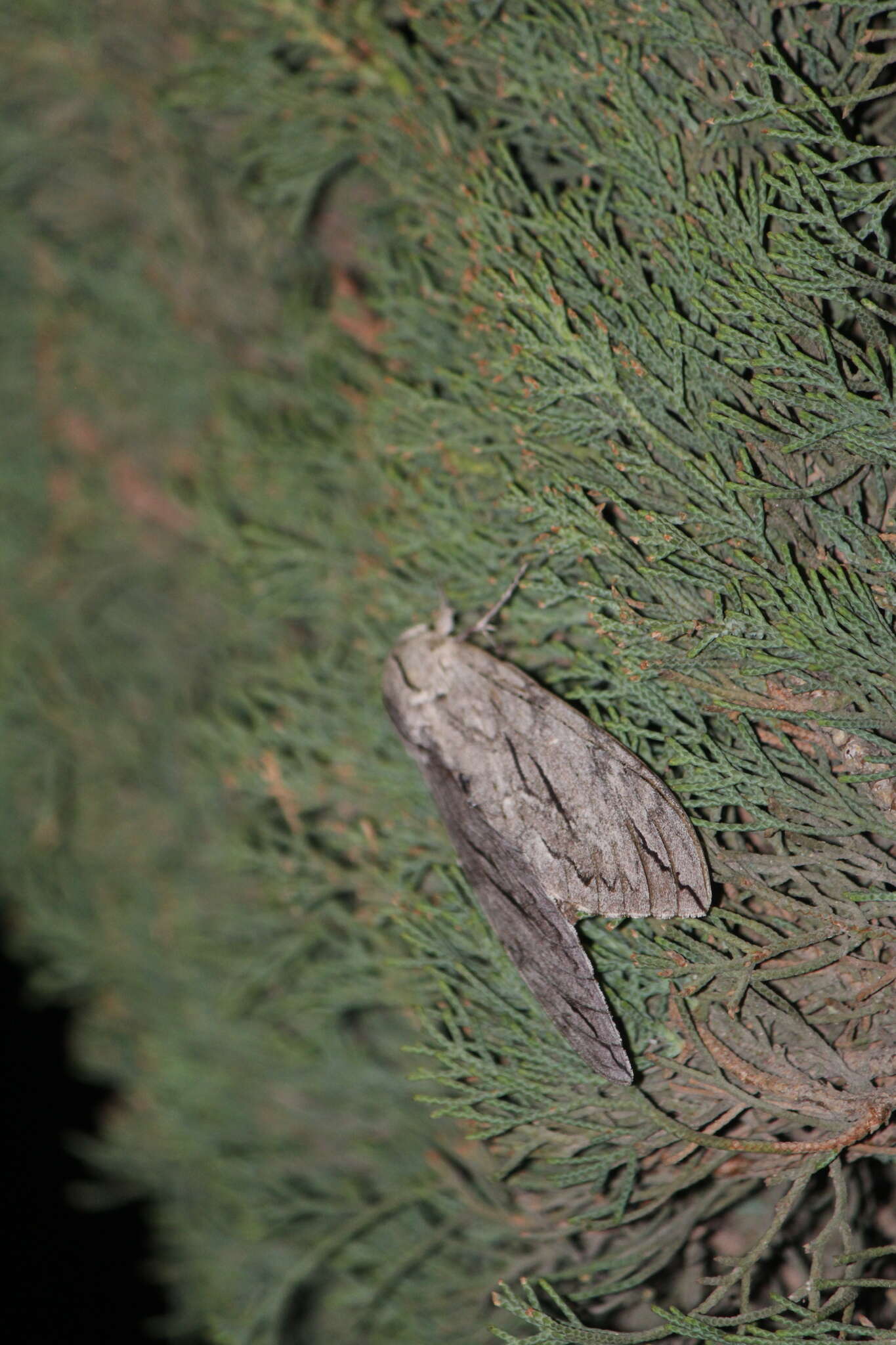 Image of Sphinx leucophaeata Clemens 1859