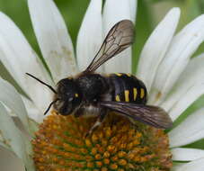 Image of Anthidium septemspinosum Lepeletier 1841