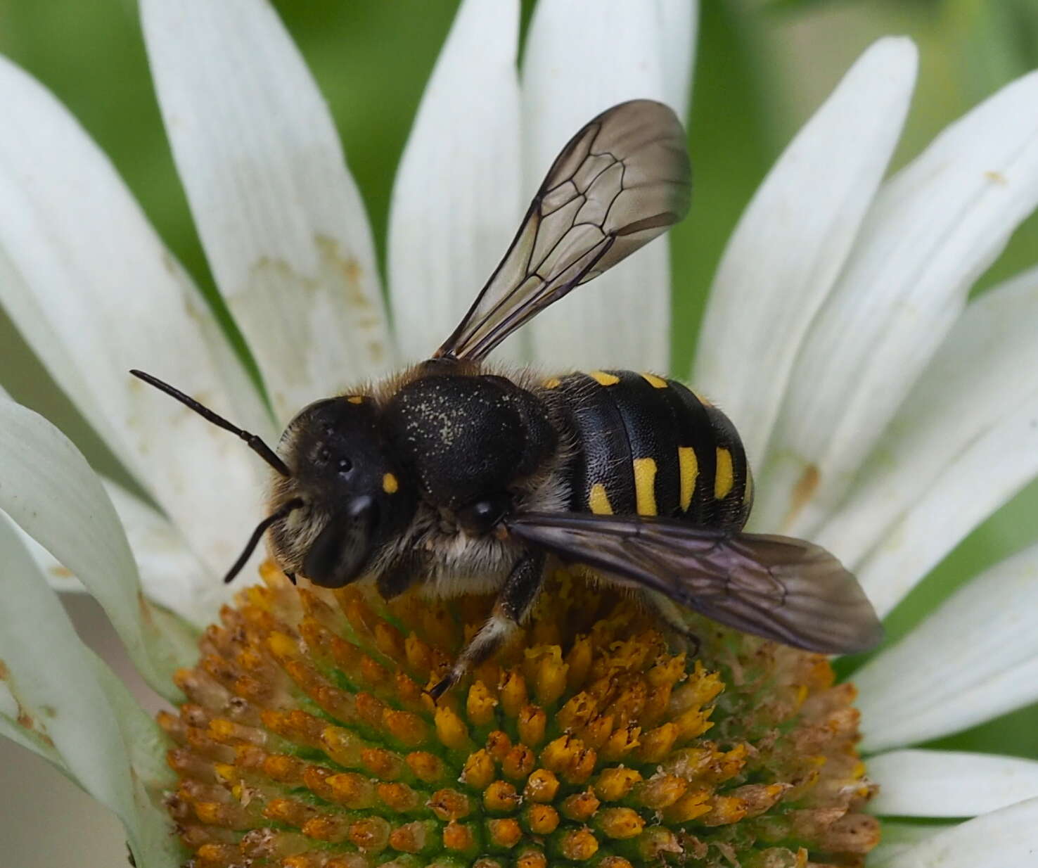 Imagem de Anthidium septemspinosum Lepeletier 1841