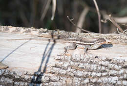 Image of Sceloporus variabilis marmoratus Hallowell 1852