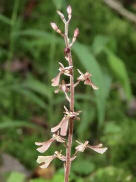 Image of Kidneyleaf twayblade