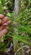 Image de Dracophyllum sinclairii Cheeseman