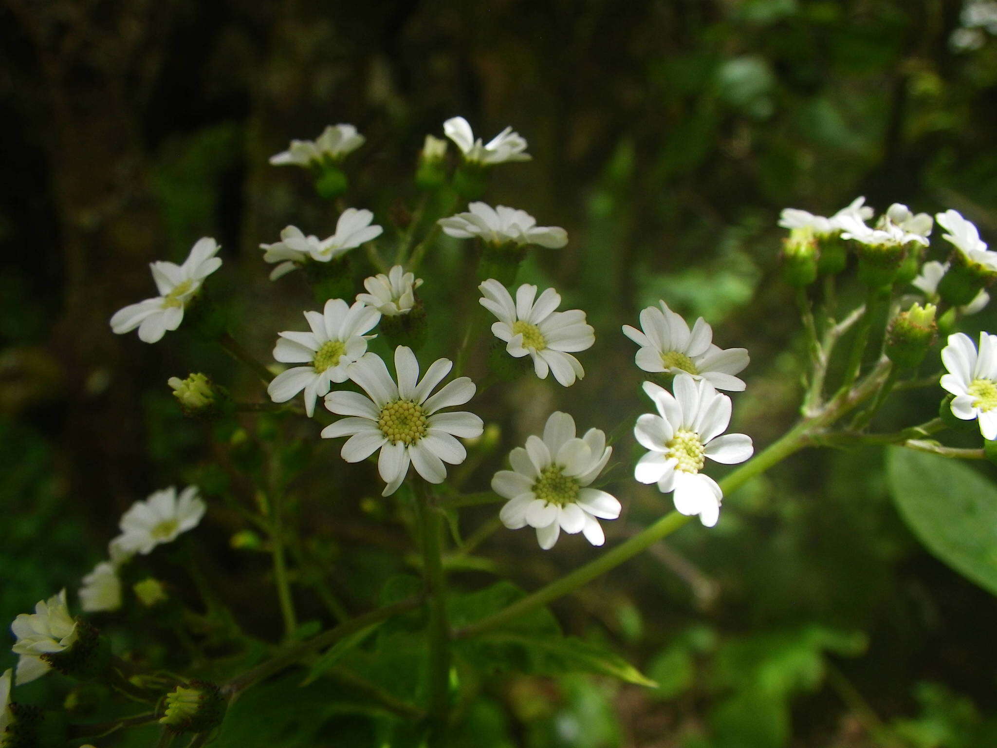 Image of Pericallis murrayi (Bornm.) B. Nord.