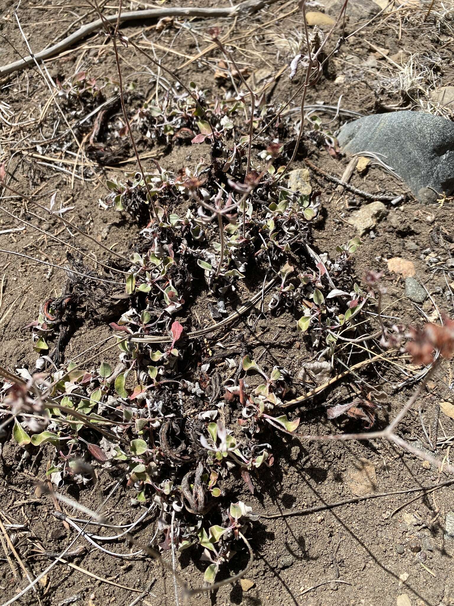 Image of James' buckwheat
