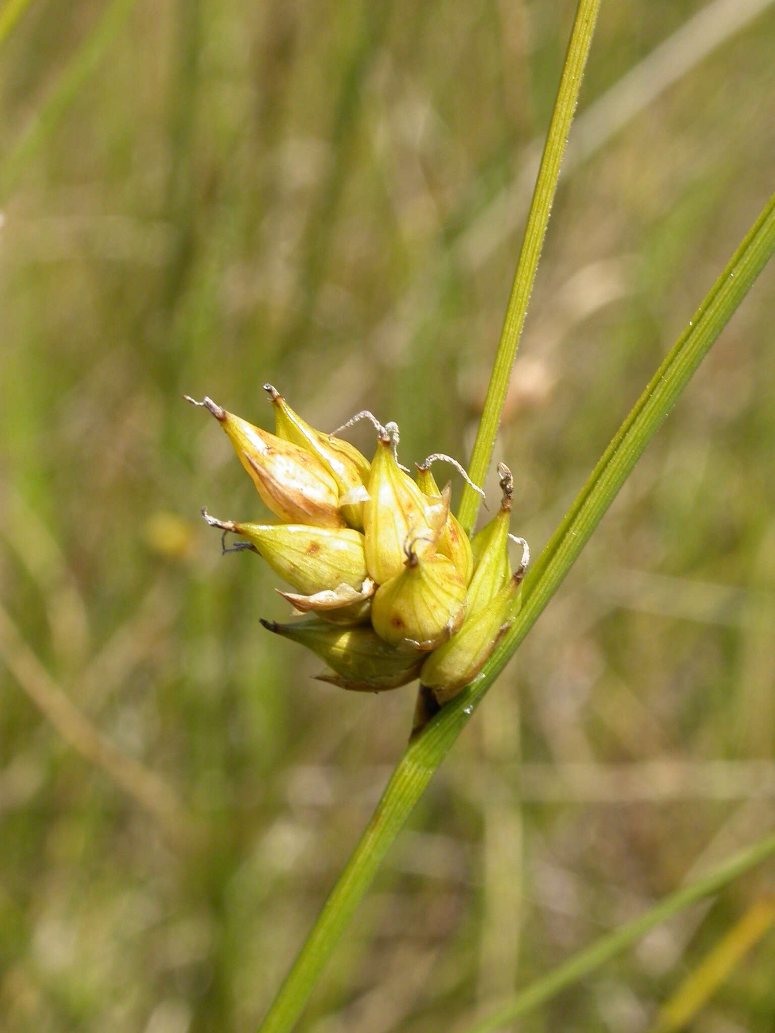 Image of Fewseed sedge