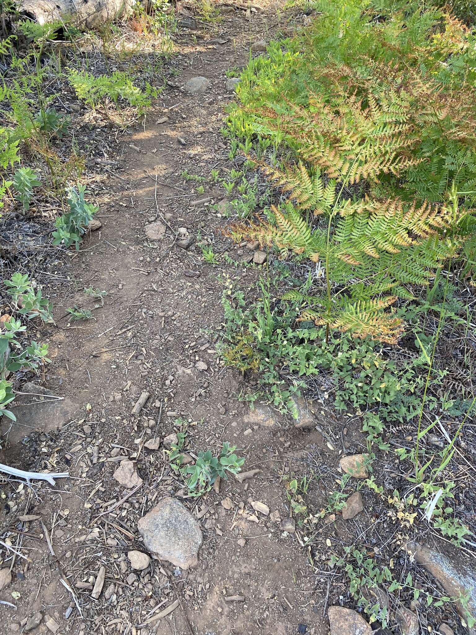 Image of Laguna Mountain jewelflower