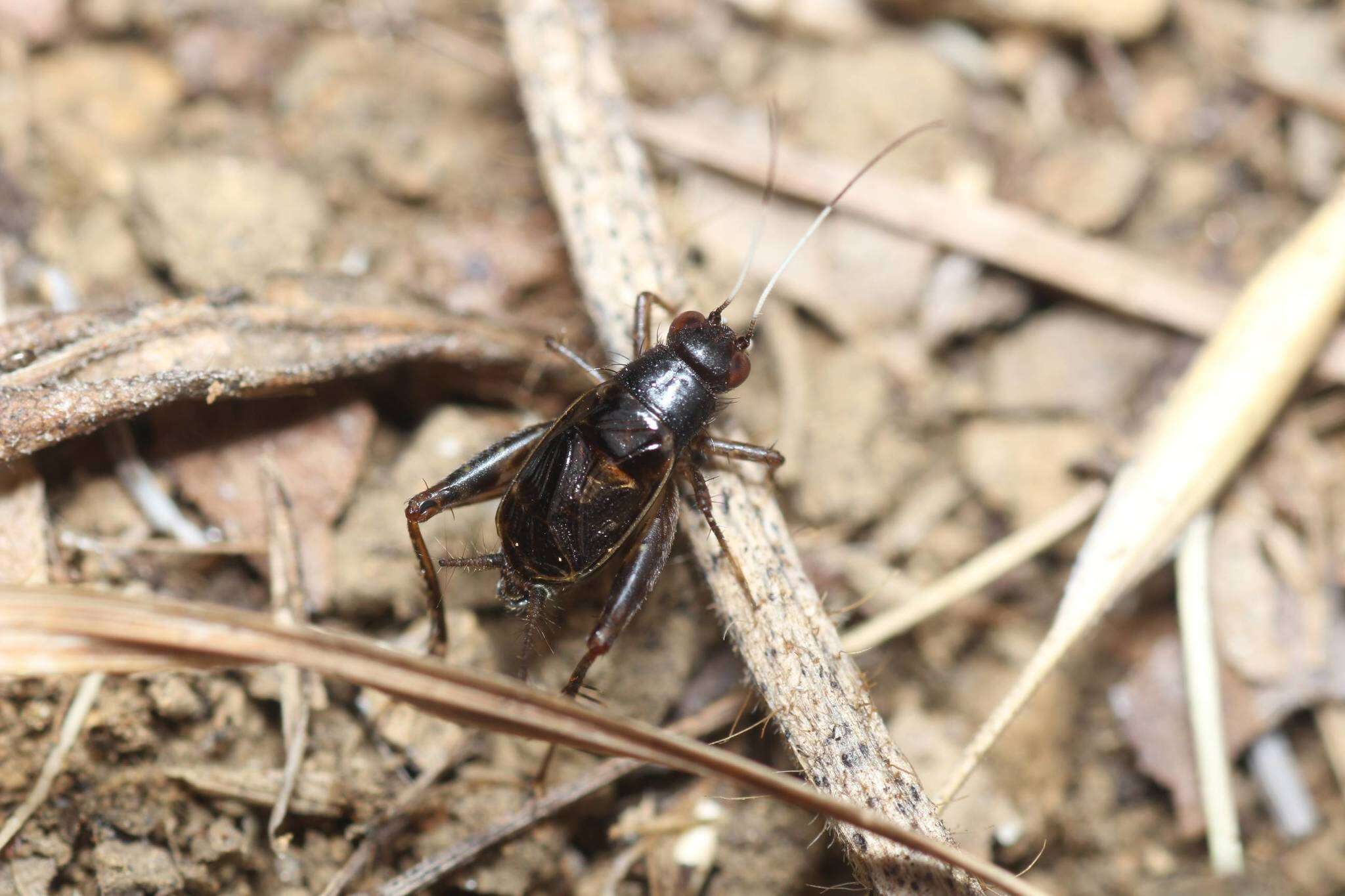 Image de Polionemobius flavoantennalis (Shiraki 1911)