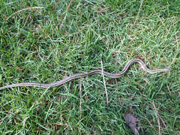 Image of Plains Garter Snake