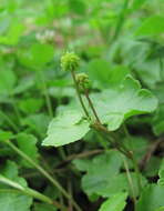 Image of Hydrocotyle ramiflora Maxim.