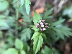 Image of Valeriana flaccidissima Maxim.