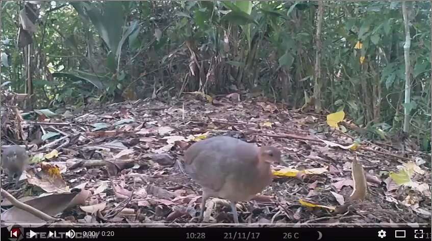 Image of Great Tinamou