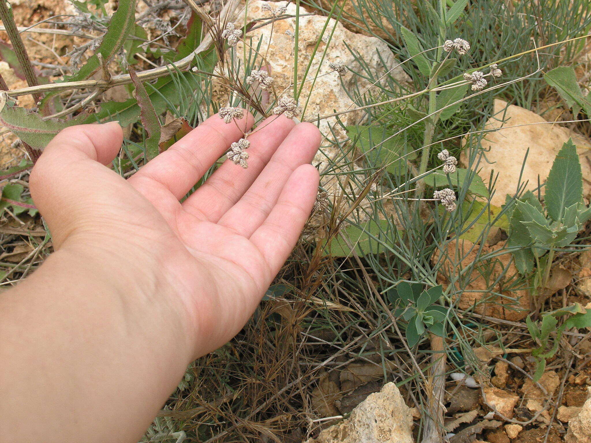 Image of Rumia crithmifolia (Willd.) Koso-Pol.