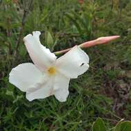 Plancia ëd Mandevilla oaxacensis (Henrickson) L. O. Alvarado & J. F. Morales