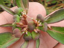 Слика од Euphorbia davidii Subils