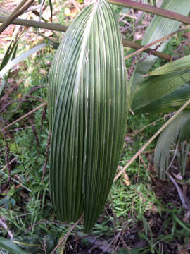 Image of bigleaf bristlegrass