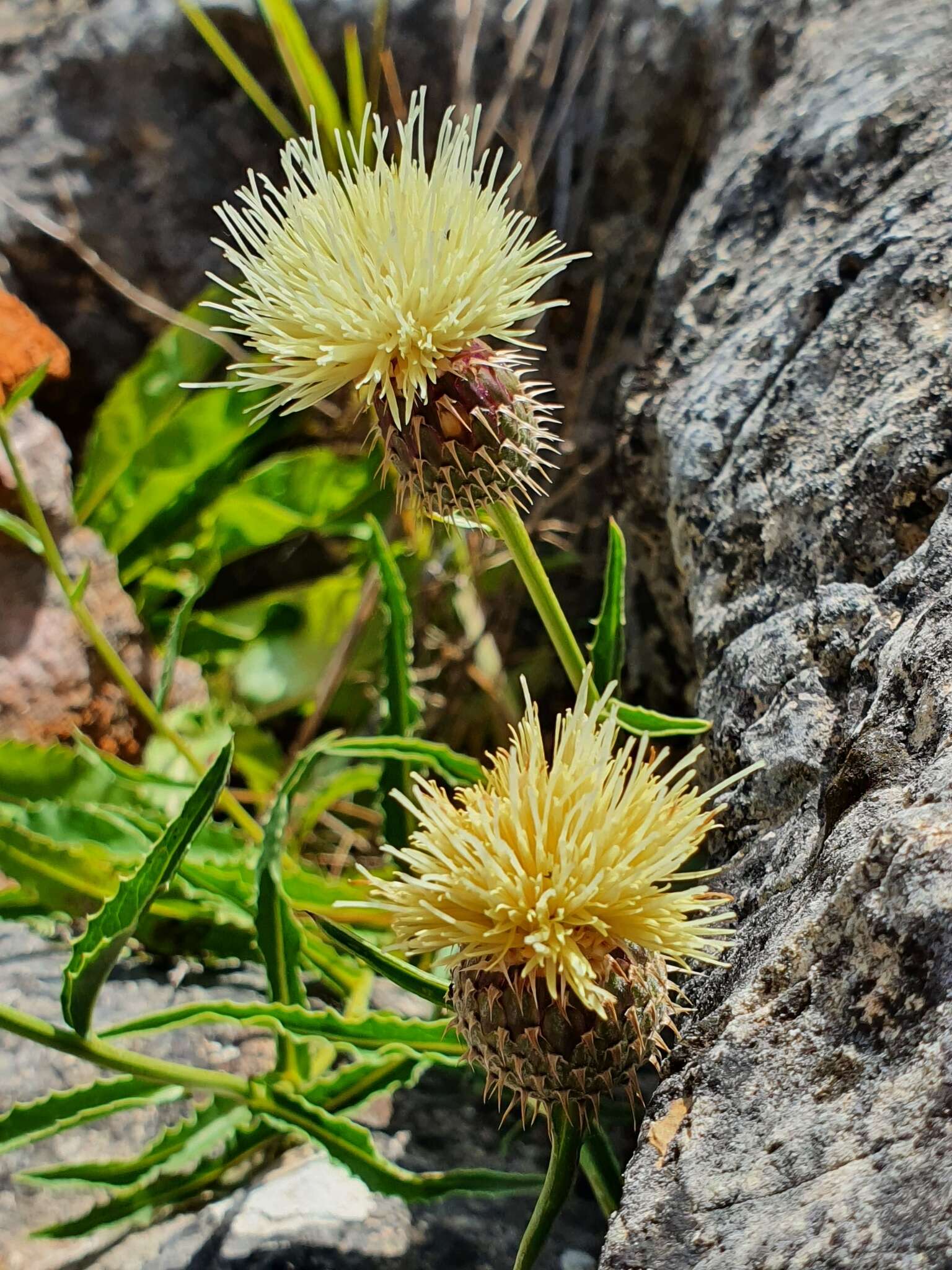 Image of Klasea flavescens (L.) J. Holub