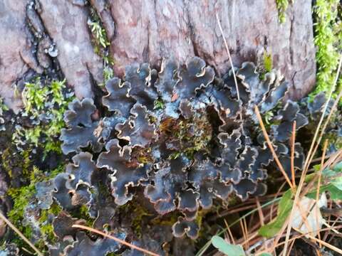 Image of felt lichen