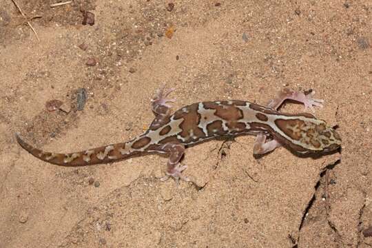 Image of Box-patterned Gecko