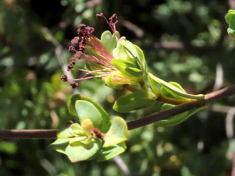 Image of Cliffortia obcordata L. fil.