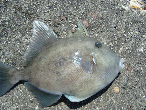 Image of Finescale Triggerfish