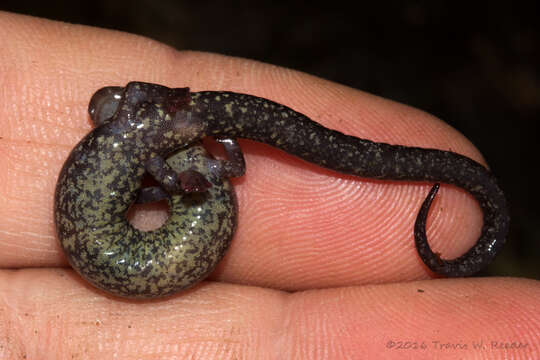 Plethodon serratus Grobman 1944 resmi