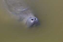 Image of Florida manatee