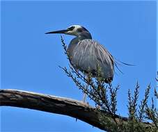 Image of Egretta novaehollandiae novaehollandiae