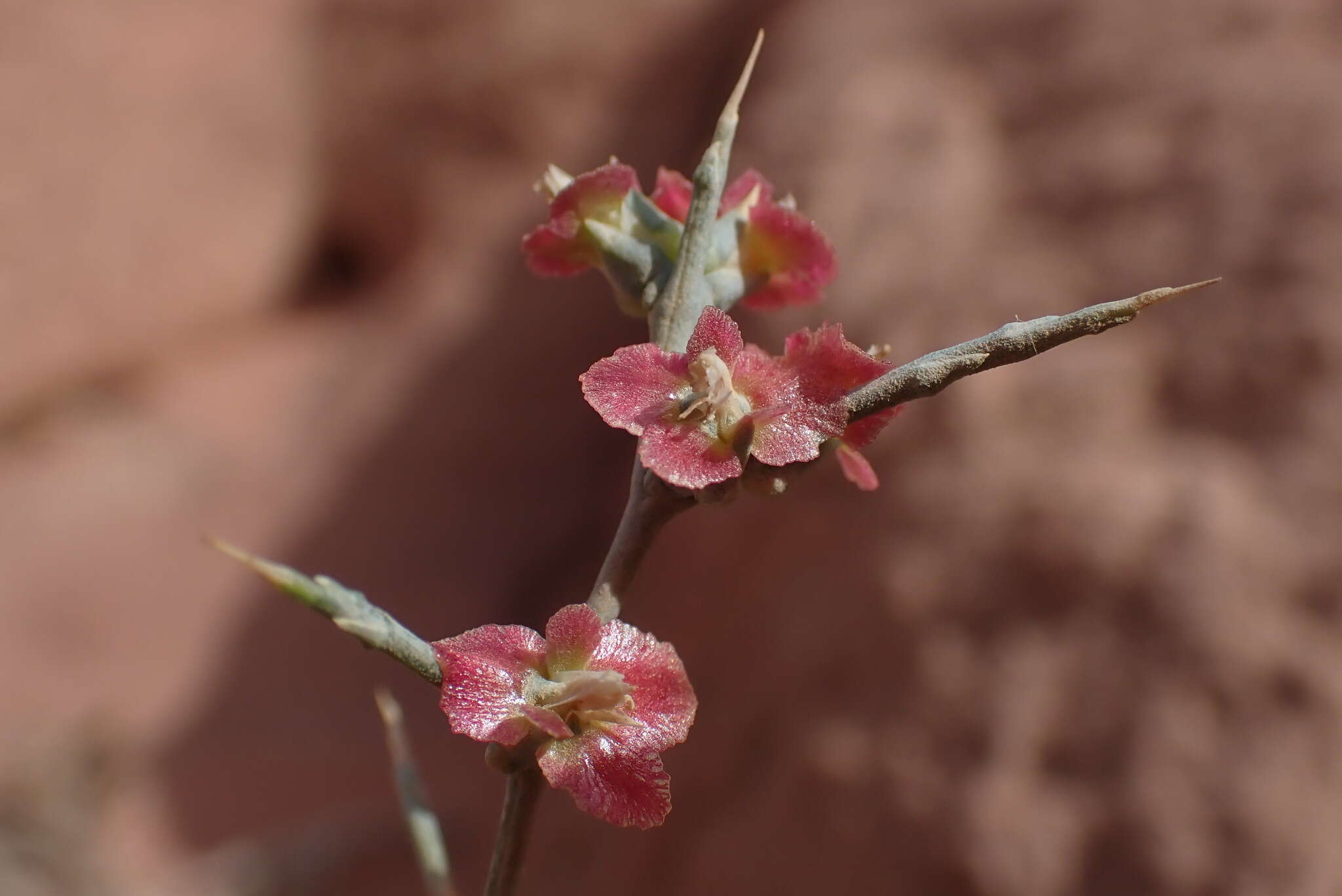 Imagem de Noaea mucronata (Forsk.) Ascherson & Schweinf.